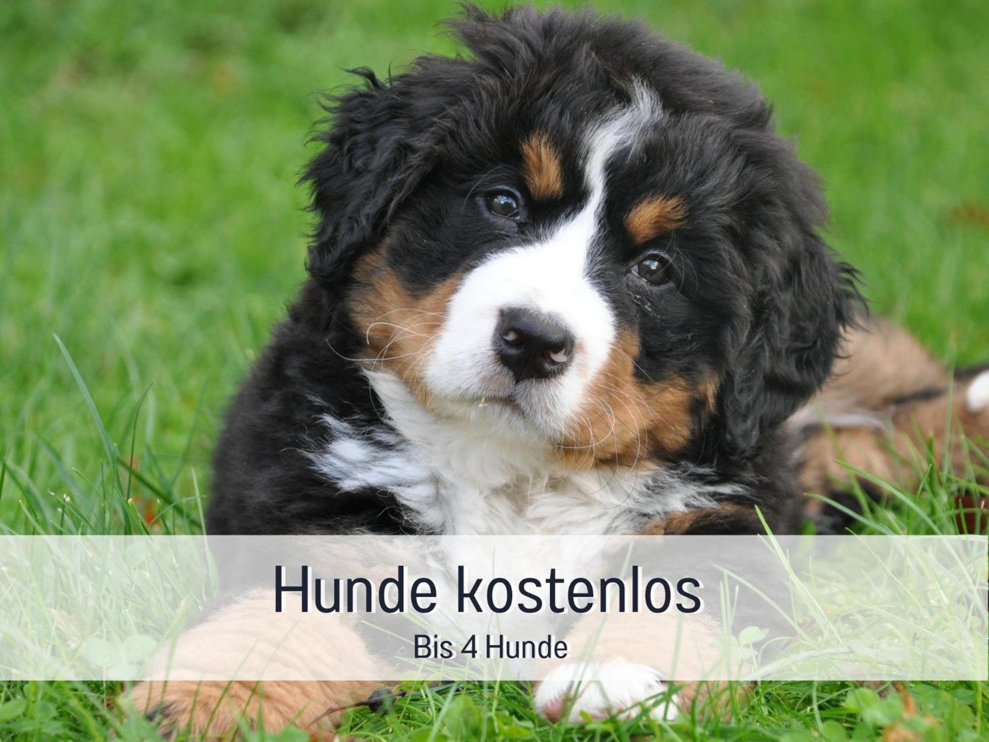 Am Feldrain - Urlaub Mit Hund Im Weserbergland Munden  Екстер'єр фото